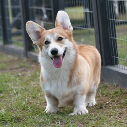 Malu - Pembroke Welsh Corgi