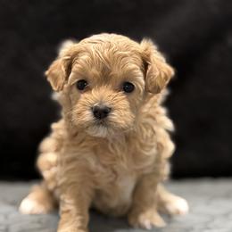 Princess - Red female Maltipoo puppy in Bowling Green, Kentucky from Denise Clark