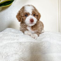 Cockapoo Puppies from Cockapoo puppies and co.