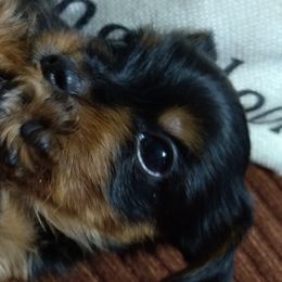 Yorkshire Terrier Puppies from Perfect Paws