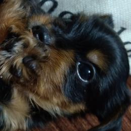Yorkshire Terrier Puppies from Perfect Paws