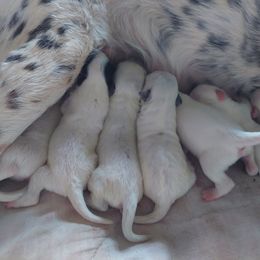 Australian Cattle Dog Puppies from Woodin Farms