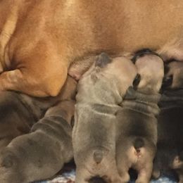 French Bulldog Puppies from Kimson French Bulldogs