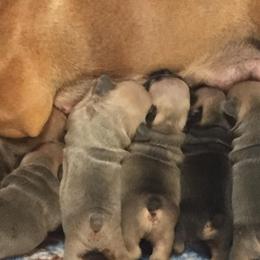 French Bulldog Puppies from Kimson French Bulldogs