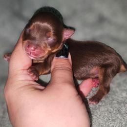 Teacup chocolate liver boy - Liver male Yorkshire Terrier puppy in Thornville, Ohio from My precious yorkies