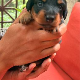 Dachshund puppies from New Life Miniature Dachshunds
