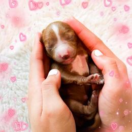 Monday - Red  female Goldendoodle puppy in Kissimmee, Florida from Poodle Doodle Kennels