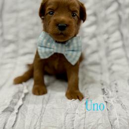 Uno - Red male Australian Labradoodle puppy in Calhoun, Louisiana from Arrowhead Australian Labradoodles