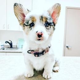 Pembroke Welsh Corgi Puppies from Nunas Corgis