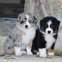 Miniature Australian Shepherd Puppies from Aussie Amor