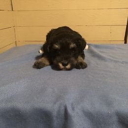 Miniature Schnauzer Puppies from Parsons’ Kennels