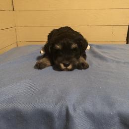 Miniature Schnauzer Puppies from Parsons’ Kennels
