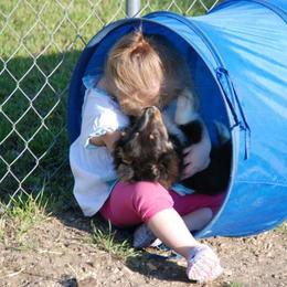 Shetland Sheepdog Puppies from Twin Cedar Shelties