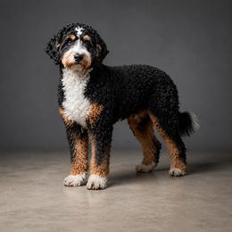 Sara - Bernedoodle