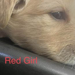 Red Girl - Golden Golden Retriever puppy in Chatsworth, New Jersey from Personalized Dog Training - Windisch Goldens