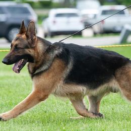 Chinese Cresteds and German Shepherds from New Era