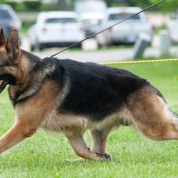 Chinese Cresteds and German Shepherds from New Era