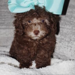 Poodle Puppies from Pawsh Petites