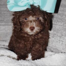 Poodle Puppies from Pawsh Petites