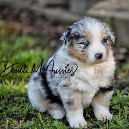Dakota - Blue merle female Australian Shepherd puppy in Olivehurst, California from Double M Aussies