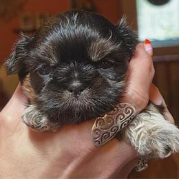 Marmalade - Black and tan female Shih Tzu puppy in Nekoosa, Wisconsin from Brox Acres House of Fur LLC
