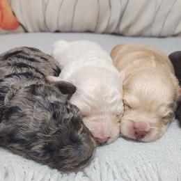 Aussiedoodles, Bernedoodles, Cockapoos, and Schnoodles from Perry's doodles