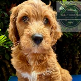 Cooper - Red  male Goldendoodle puppy in Travelers Rest, South Carolina from Bailey Mountain Doodles