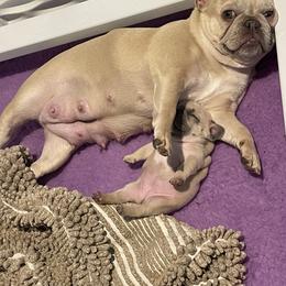 French Bulldog Puppies from Blue Ribbon French Bulldogs