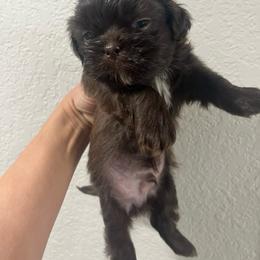 Shih Tzu Puppies from Hand Raised Shih Tzu’s