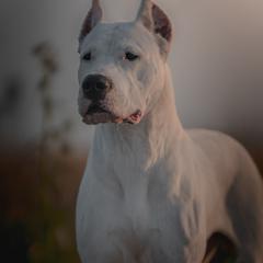 Dogo Argentino puppies from El Riachuelo Dogo Argentino