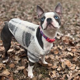 Honor - Boston Terrier