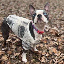 Honor - Boston Terrier