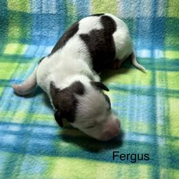 Ferguson - White and fawn brindle male Whippet puppy in Plainfield, Indiana from Rose Acre Whippets