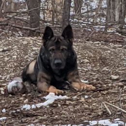 Perseus - German Shepherd