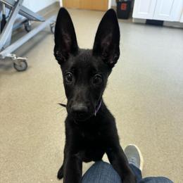 Willow - Black female Belgian Malinois puppy in Billerica, Massachusetts from Battle Road K9