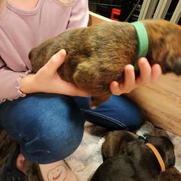 Boxer Puppies from Andrus Family Boxers