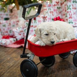 Monica - Cream female Poodle puppy in Leonard, Texas from Laird Farms