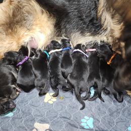 Cotton candy - Black female German Shepherd puppy in Fort Jennings, Ohio from Von Holtzapple German shepherds