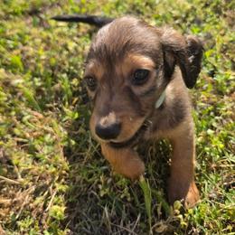 Goofy - Red male Dachshund puppy in Vacaville, California from SchmooterBabies