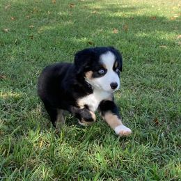 "BTF - (Pearl) Roxie X Big" Australian Shepherd and Miniature Australian Shepherd Puppies from Flying S Aussies