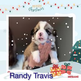 Boy 1 - White and red male Pembroke Welsh Corgi puppy in Athens, Alabama from Southern Sass Corgis