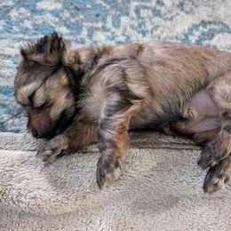 Yorkshire Terrier Puppies from Jenn's Yorkie Poo's
