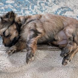 Yorkshire Terrier Puppies from Jenn's Yorkie Poo's