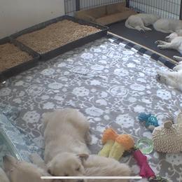 Golden Retriever Puppies from Wise Goldens