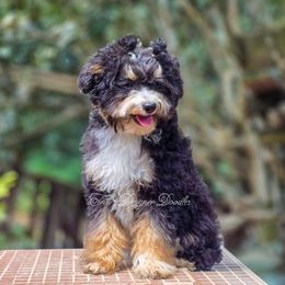 Flora-June - Black tri-color female Aussiedoodle puppy in Centreville, Mississippi from Trin's Designer Doodles