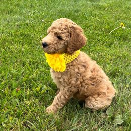 Orange Girl - Red  female Poodle puppy in Mc Bain, Michigan from The Dog House
