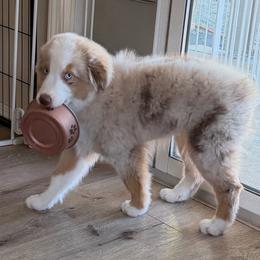 Rip - Red merle male Miniature American Shepherd puppy in Carson City, Nevada from Springhill Miniature American Shepherds (aka) Mini Aussie