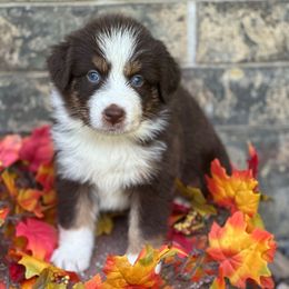 Athena - Red tri-color female Australian Shepherd puppy in Harrah, Oklahoma from Kamm's Aussies