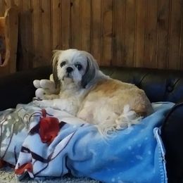 Melanie - Shih Tzu