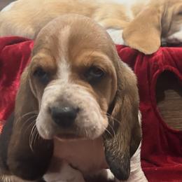 Girl 2 - Black white and brown female Basset Hound puppy in Gerber, California from In The Zone Dog Training and Breeding